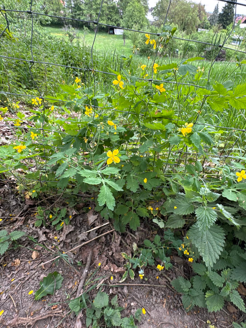 Schoellkraut — Bild 1