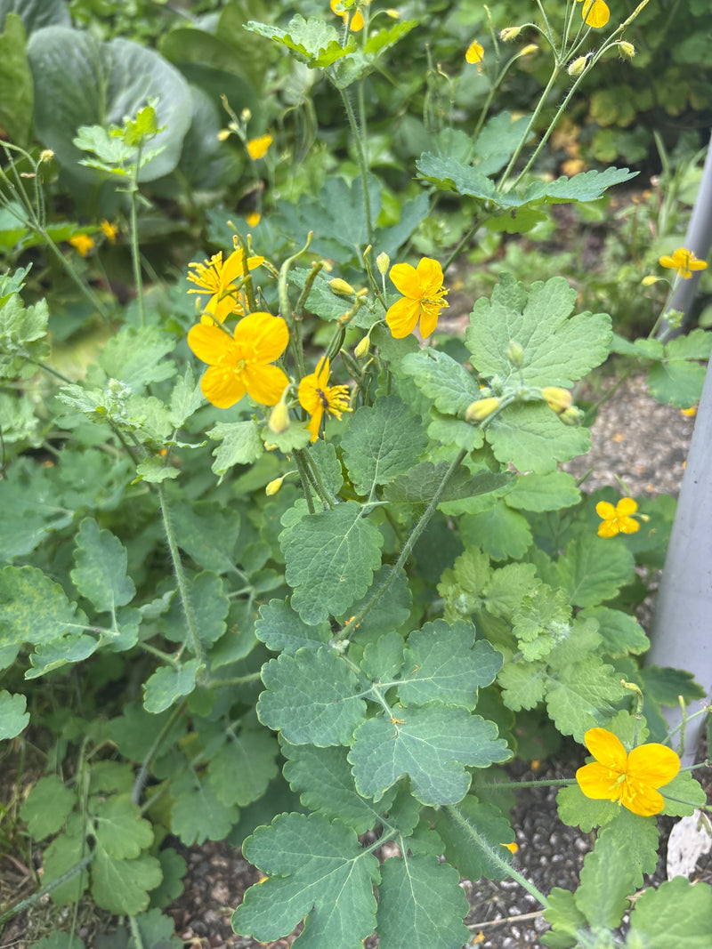 Schoellkraut — Bild 5