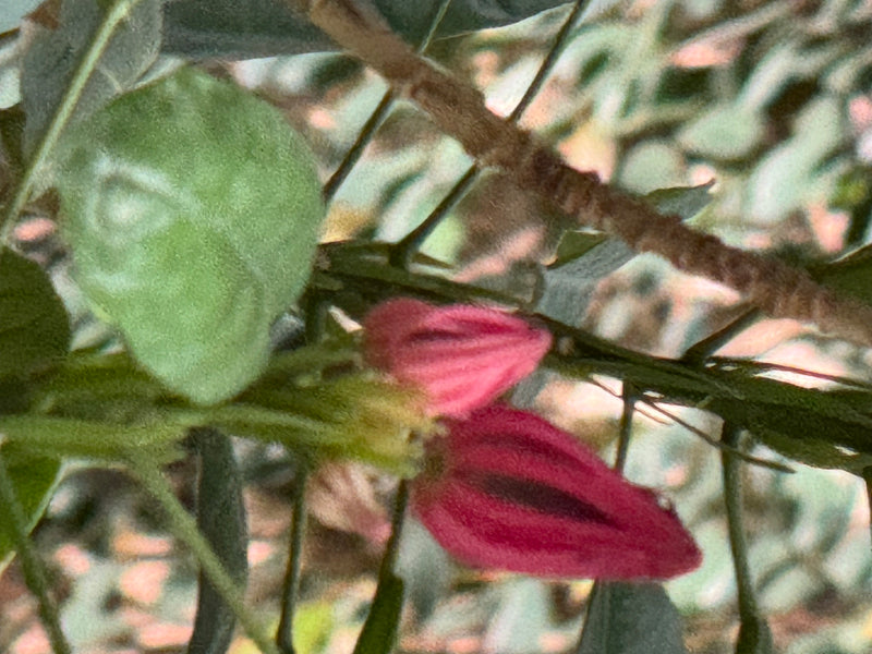 Zu sehen sind rötliche Blütenknospen und ein grünes Blatt einer Schönmalve an einem Zweig.