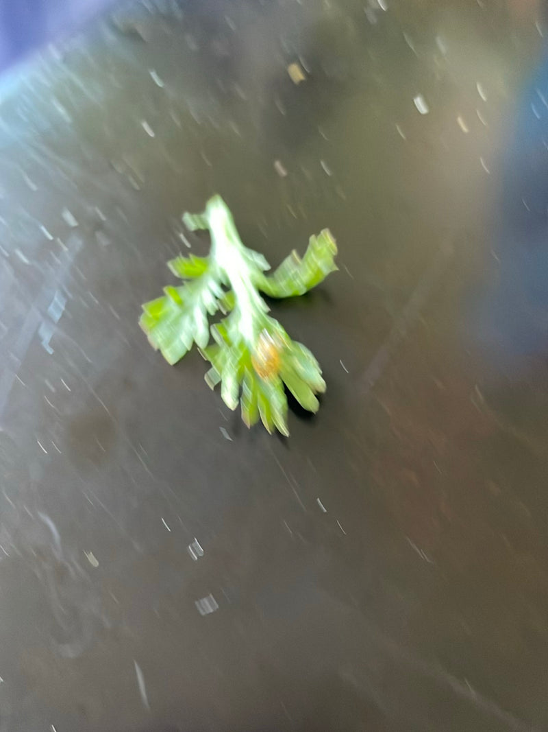 Schafgarben — Bild 3