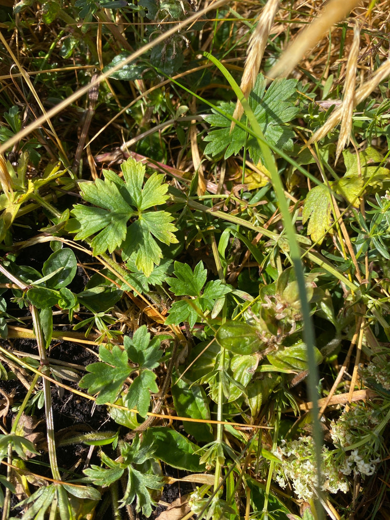 Scharfer Hahnenfuß — Bild 5