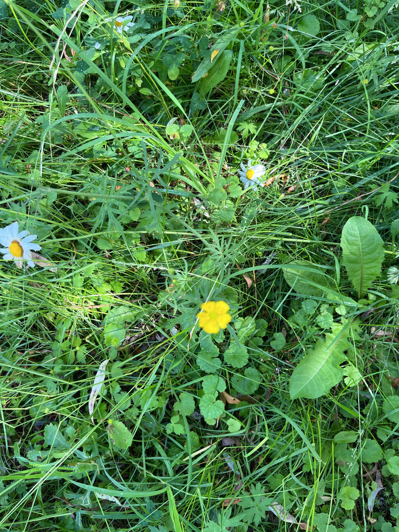 Scharfer Hahnenfuß — Bild 3