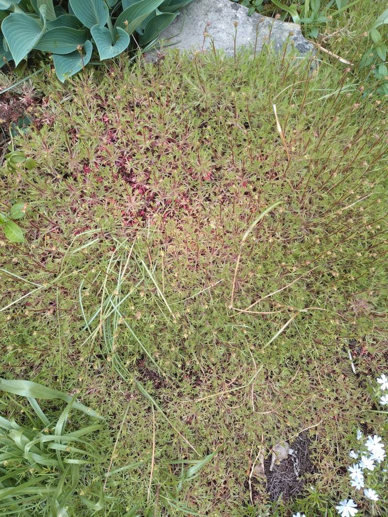 Fetthenne — Bild 5