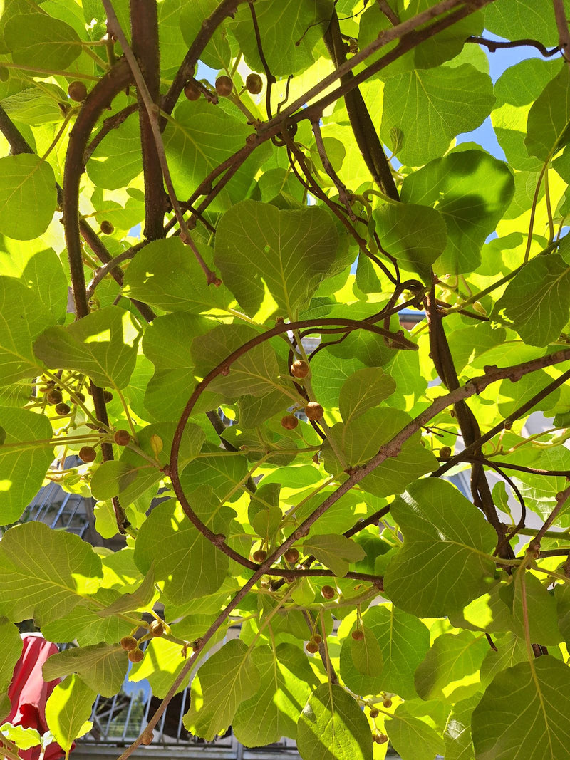 Scharfzähniger Strahlengriffel (Mini-Kiwi) — Bild 2