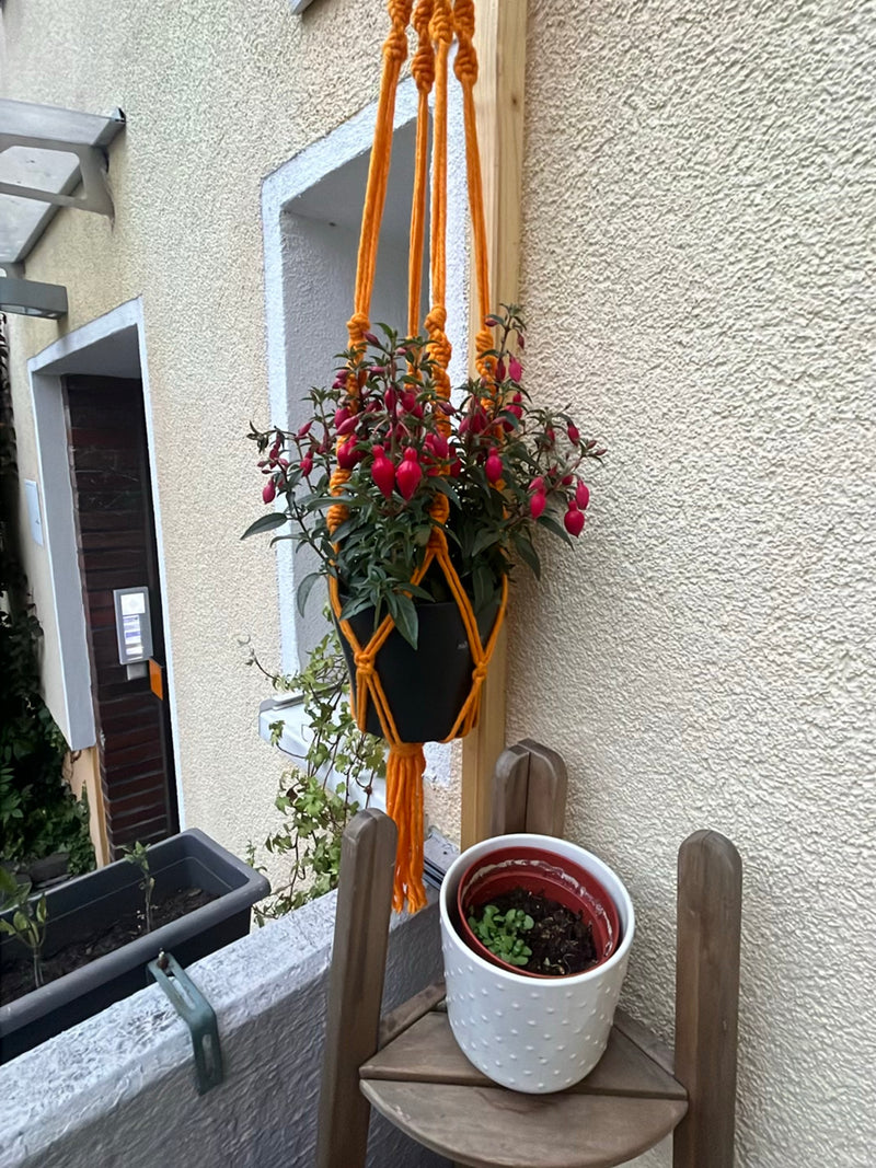Fuchsien — Bild 2