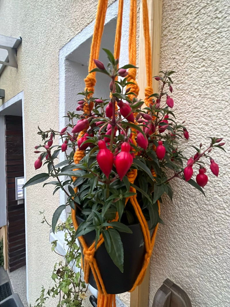 Fuchsien — Bild 1