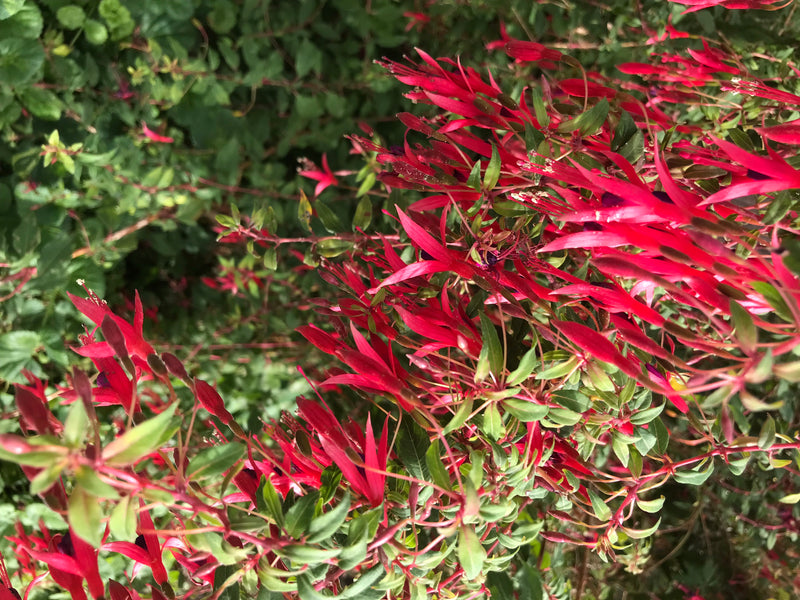 Auf dem Bild sind zahlreiche rote Blüten und grüne Blätter von Fuchsien in einem Garten zu sehen. Die Pflanze blüht reichlich.