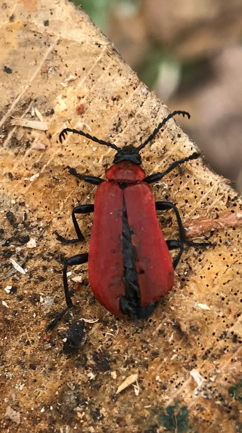 Scharlachroter Feuerkäfer — Bild 2