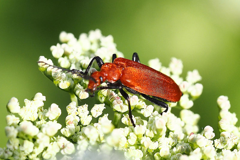 Scharlachroter Feuerkäfer — Bild 3