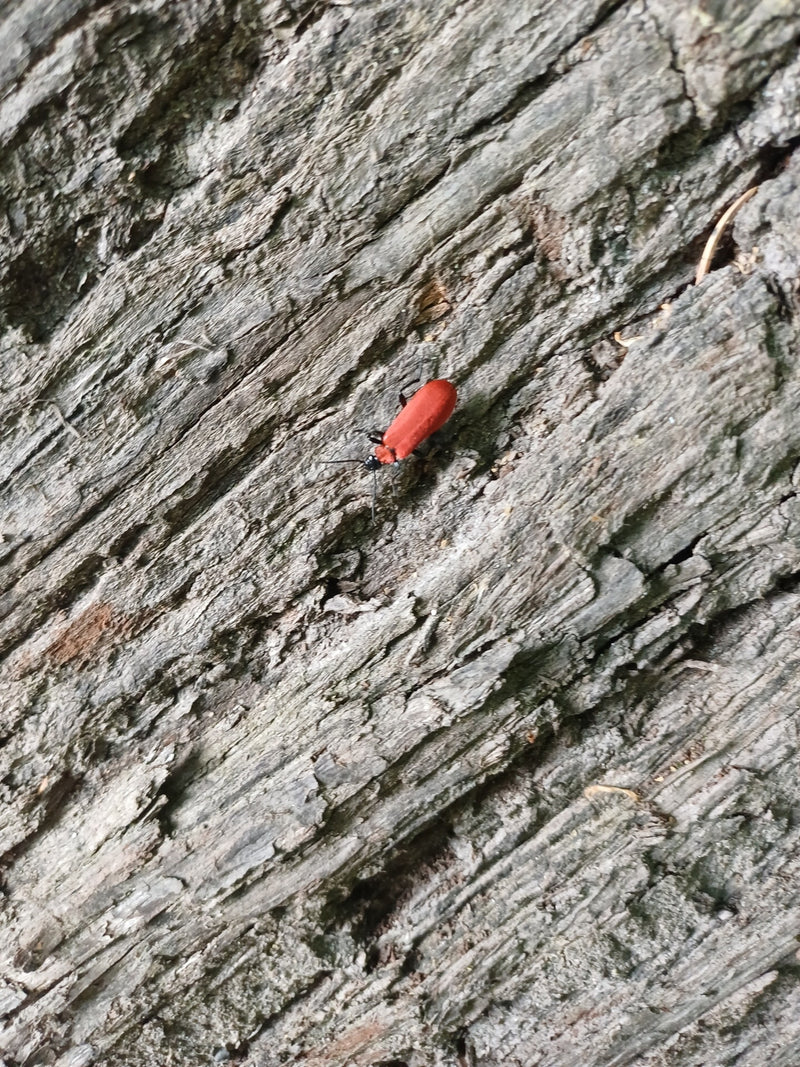 Scharlachroter Feuerkäfer — Bild 1