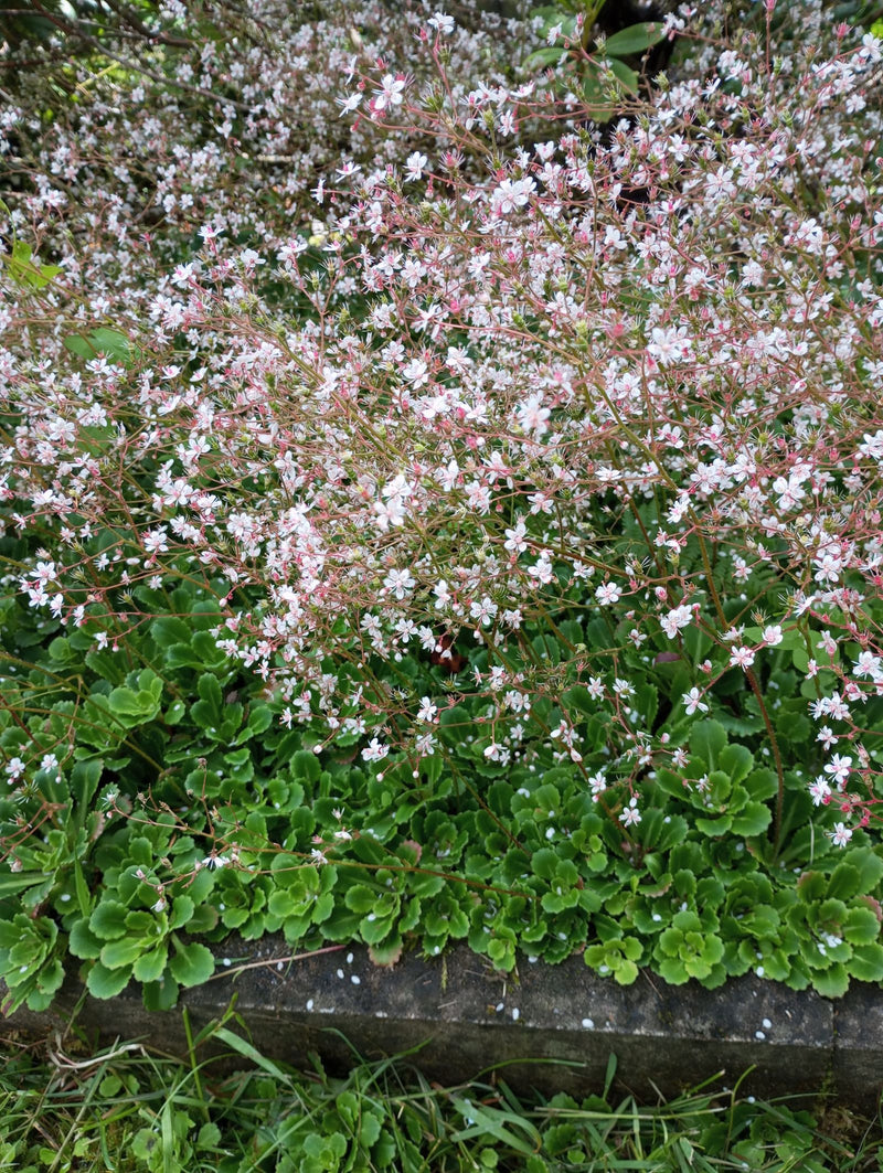 Schatten-Steinbrech — Bild 1