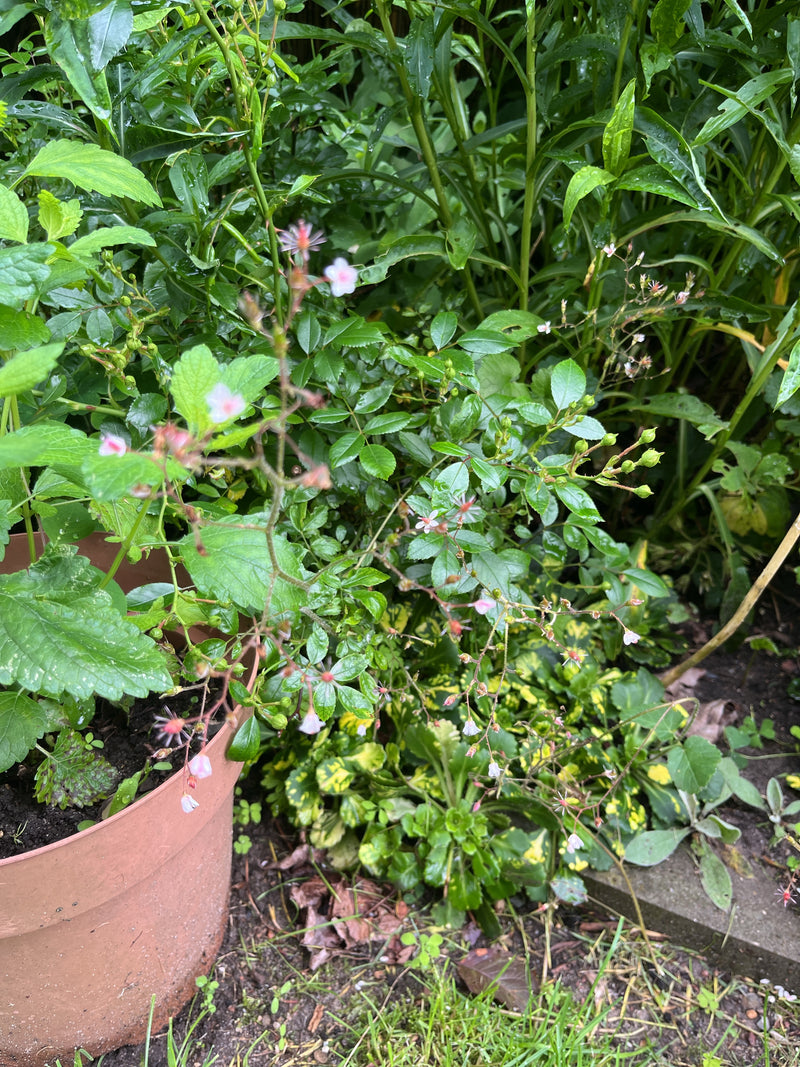 Schatten-Steinbrech — Bild 2