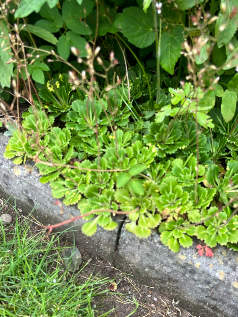 Schatten-Steinbrech — Bild 3