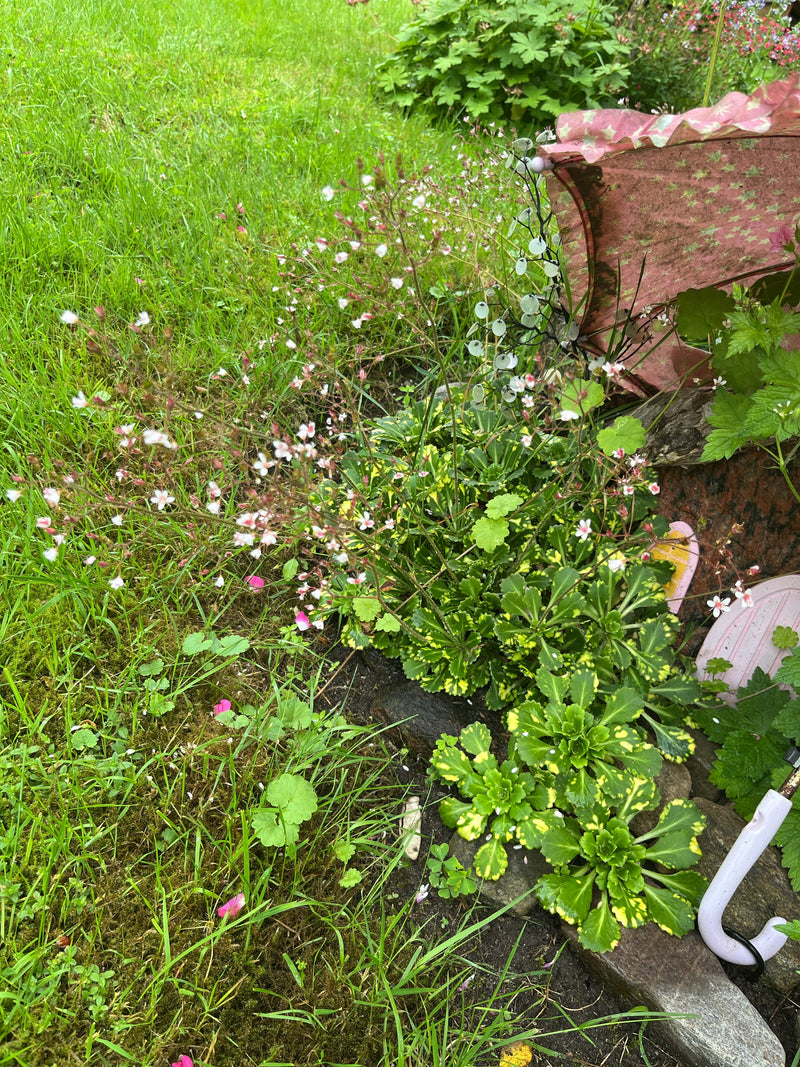 Schatten-Steinbrech (variegierte Form) — Bild 1