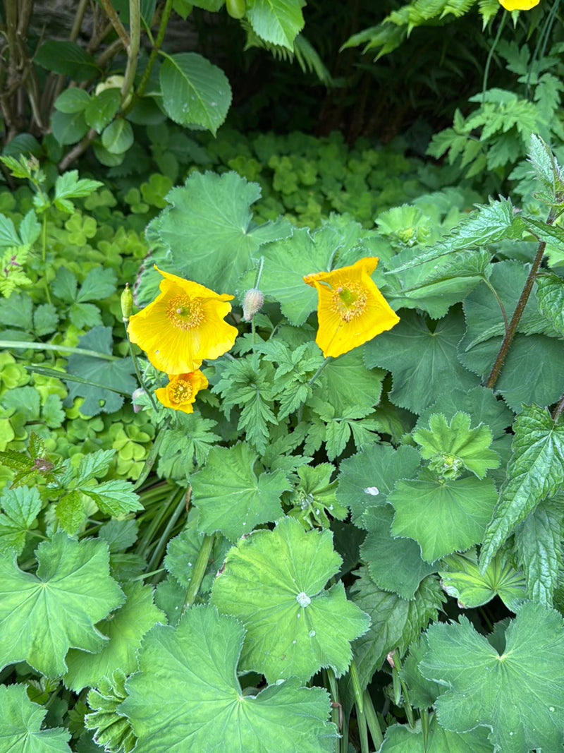 Scheinmohn — Bild 1