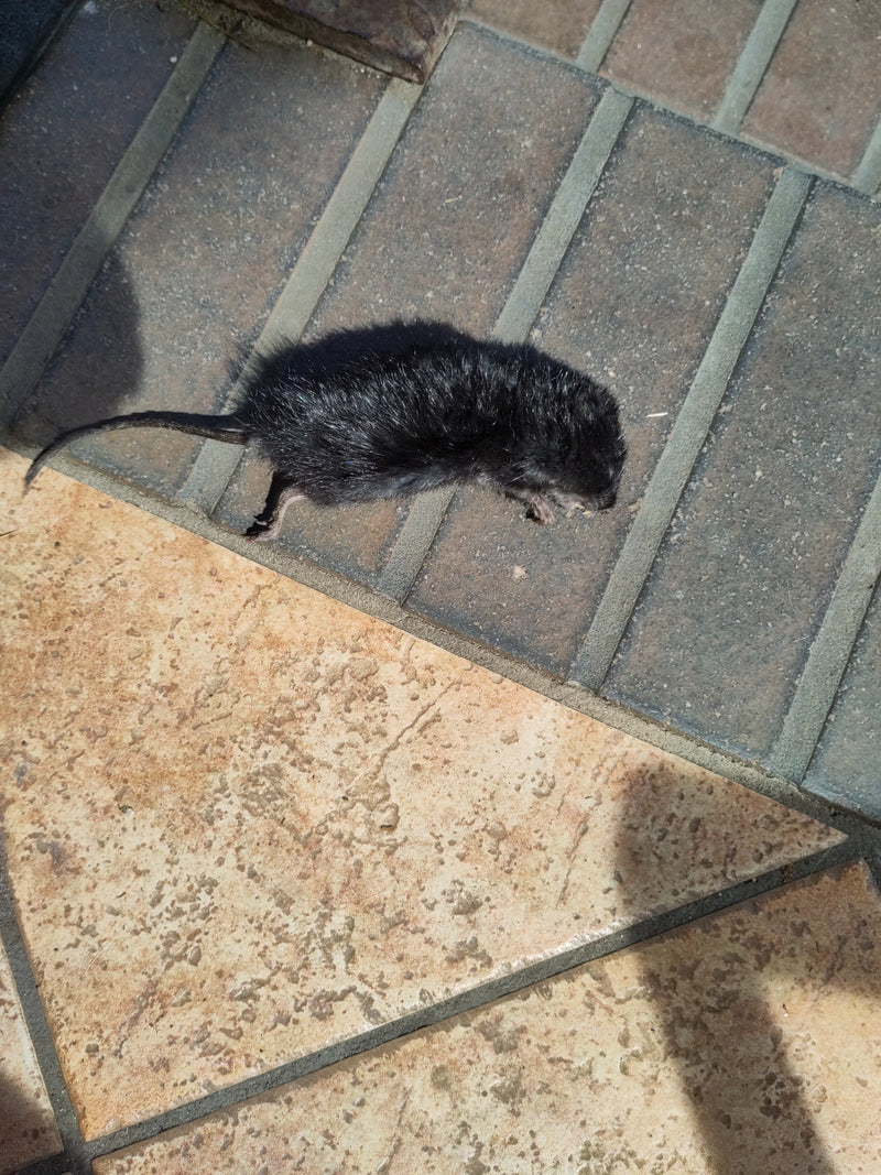 Schermaus — Bild 1