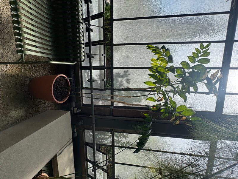 Schiedes Bergpalme — Bild 1 von 1