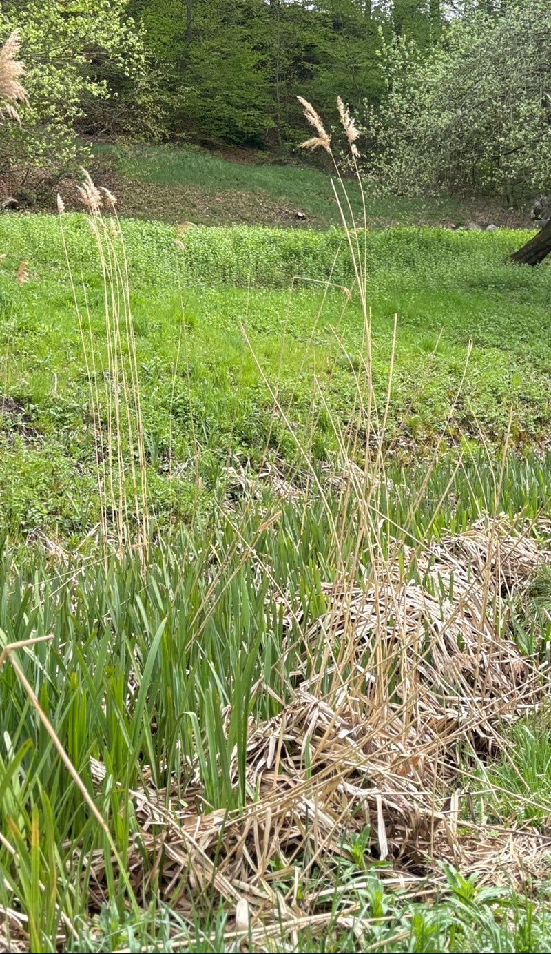 Schilfrohr — Bild 2