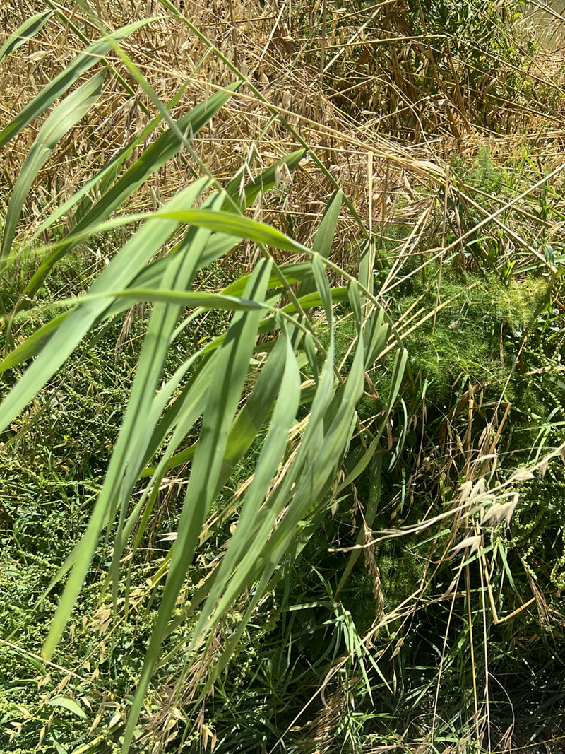 Schilfrohr — Bild 1