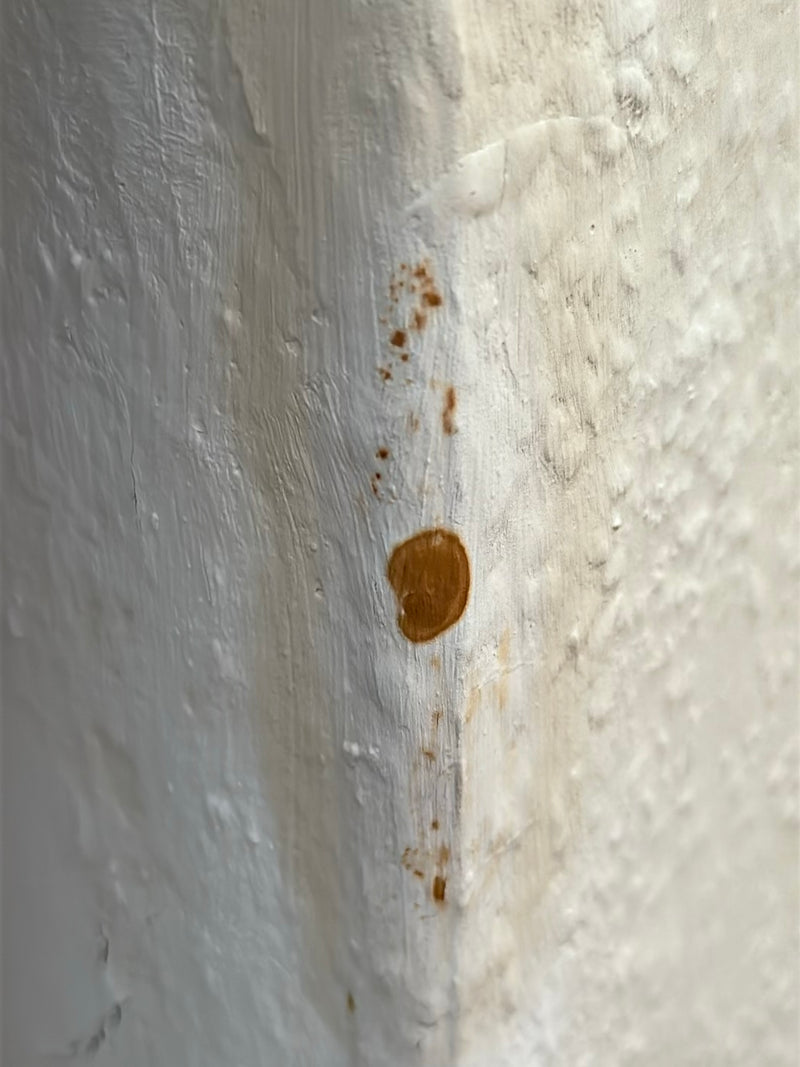 Gießkannenschimmel — Bild 4