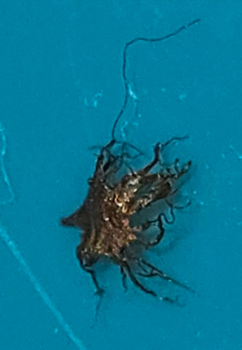 Schwarzer Schimmel — Bild 5