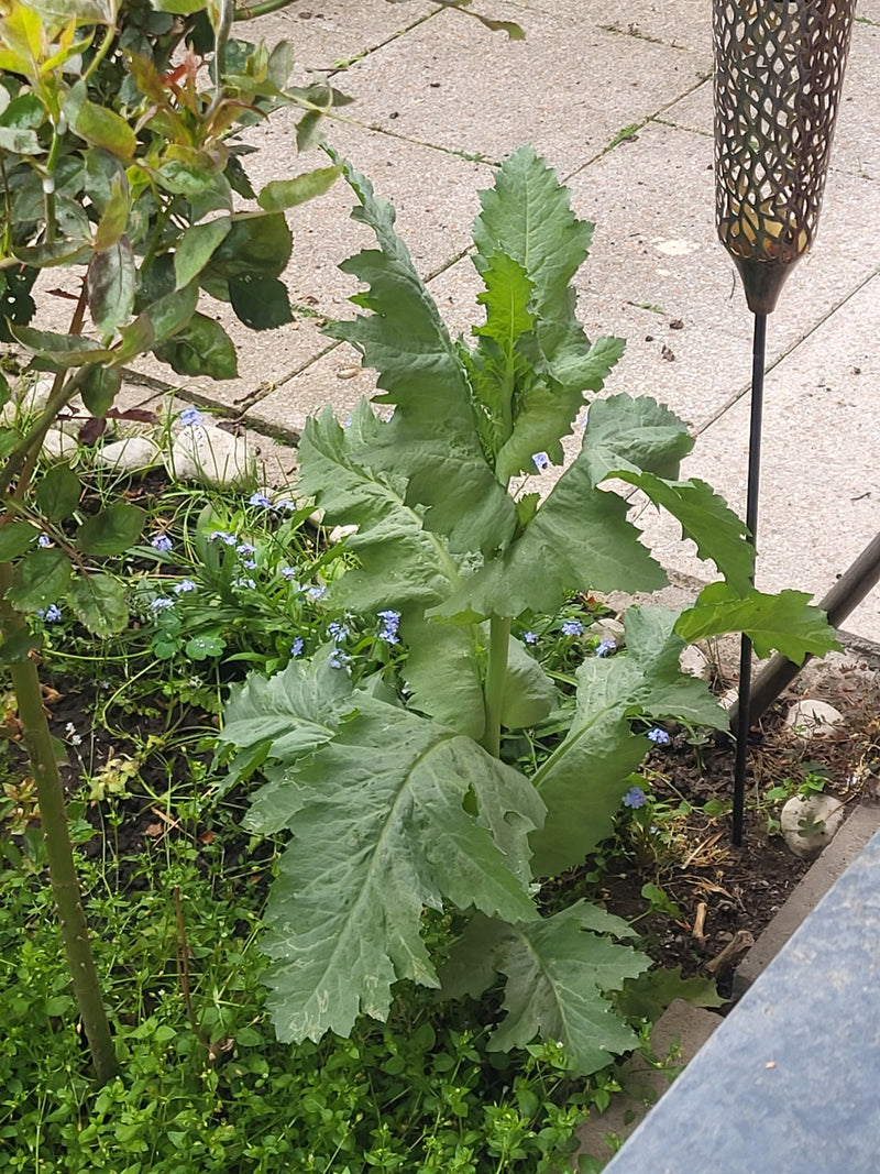 Schlafmohn — Bild 2
