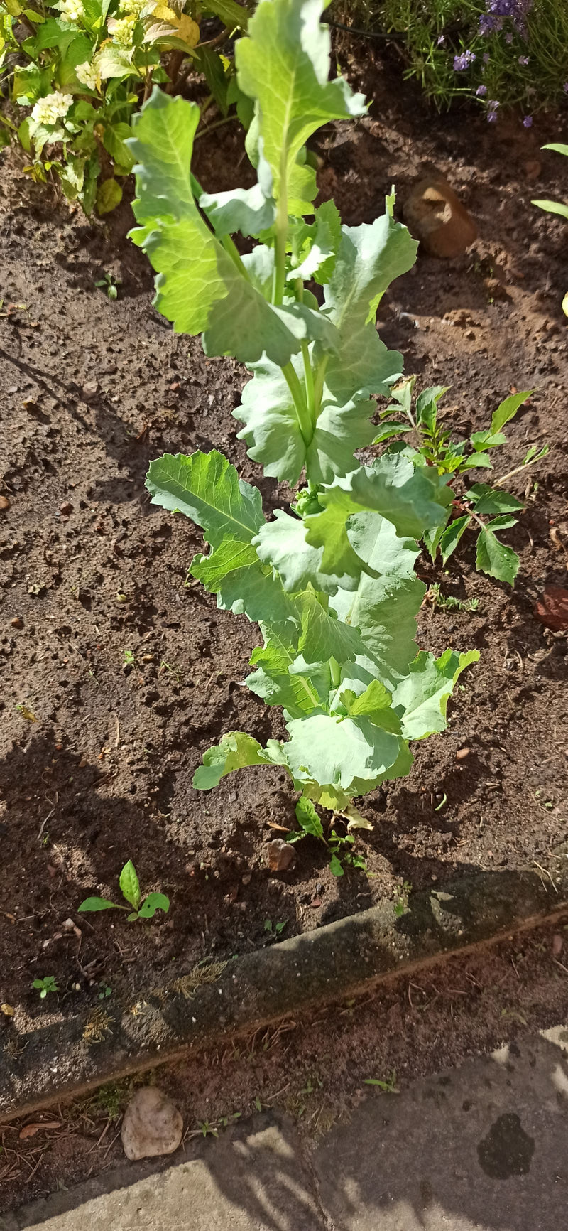 Schlafmohn — Bild 3