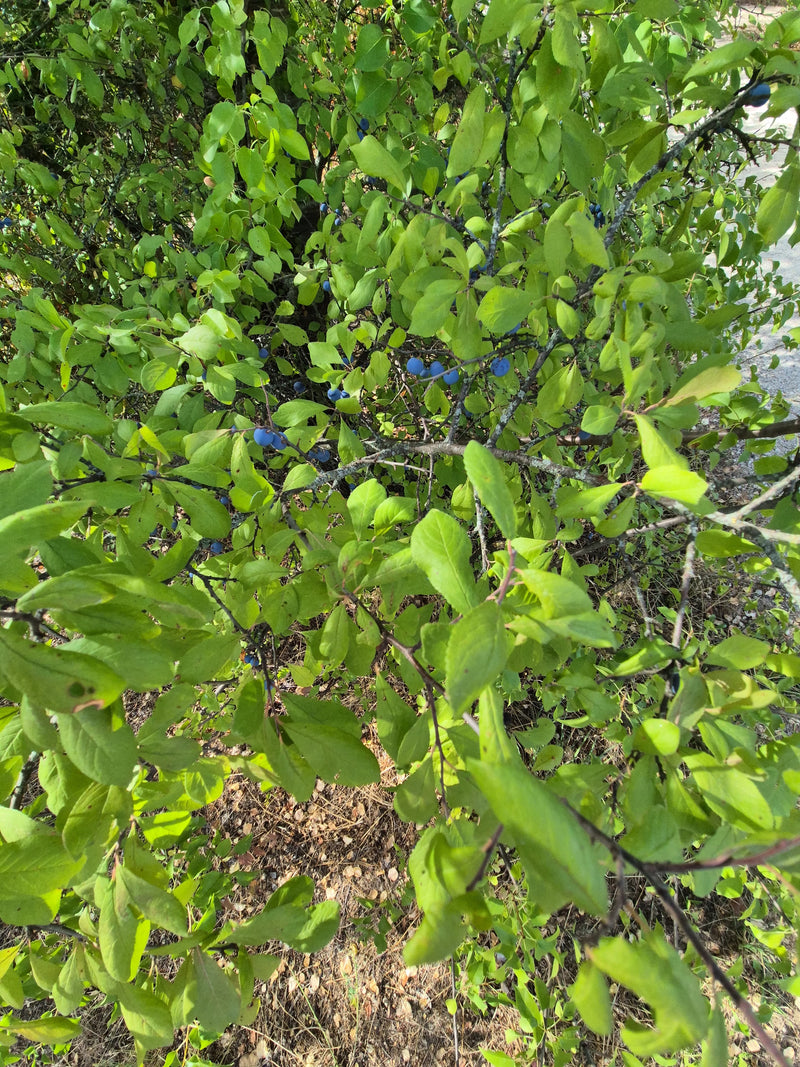 Schlehen — Bild 4