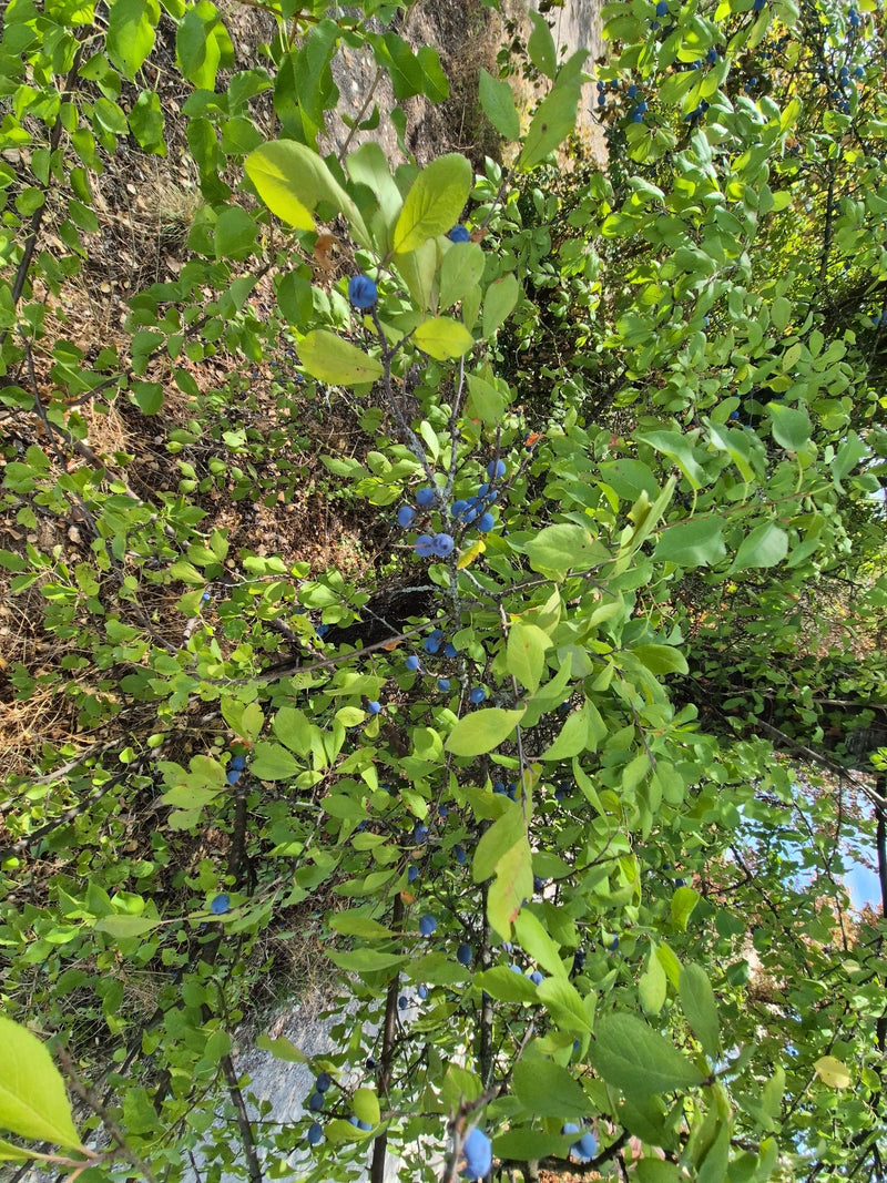 Schlehen — Bild 2