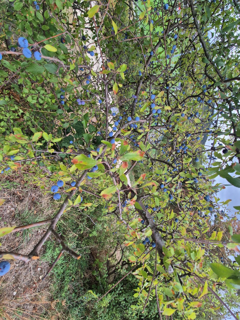 Das Bild zeigt einen dicht verzweigten Strauch mit grünen Blättern und zahlreichen kleinen, blau bereiften Früchten. Es handelt sich um eine Schlehe (Prunus ...