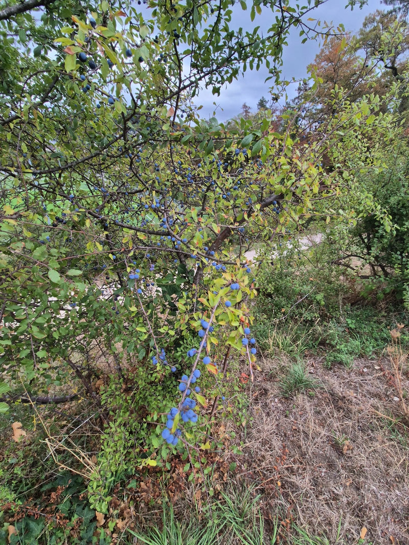 Zu sehen ist ein Schlehenstrauch mit dichtem, grünem Laub und zahlreichen blauen Früchten an den Zweigen. Die Aufnahme zeigt den Strauch in seiner natürliche...