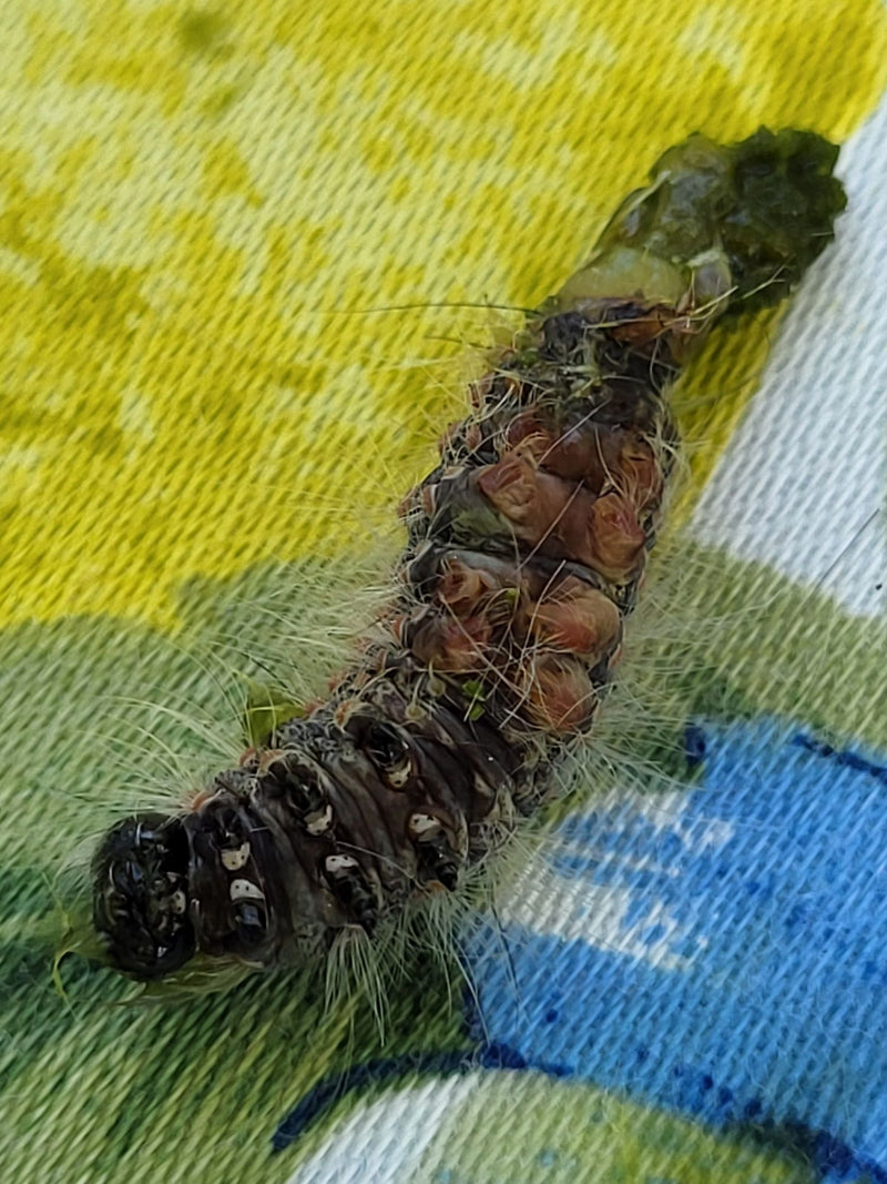 Schlehen-Bürstenspinner — Bild 3