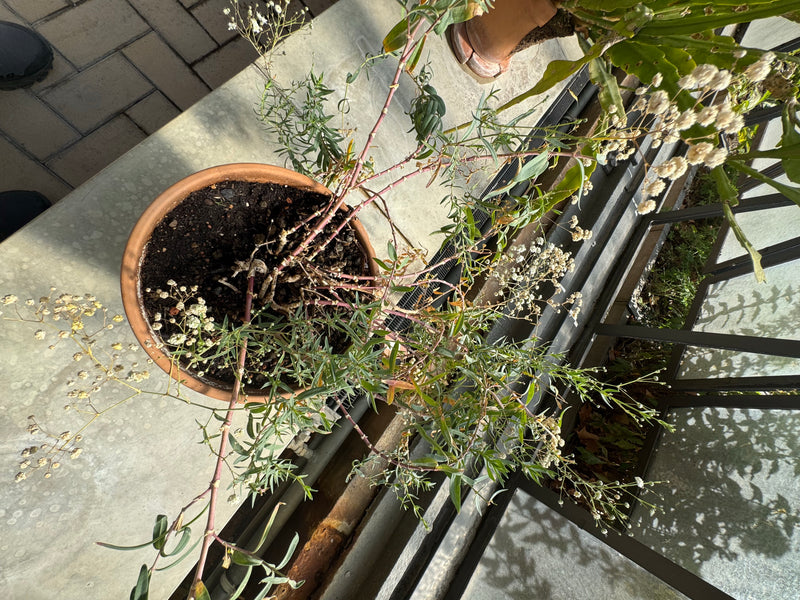 Ein Schleierkraut wächst in einem Terrakottatopf aus der Vogelperspektive gesehen mit feinen Zweigen und kleinen weißen Blüten.