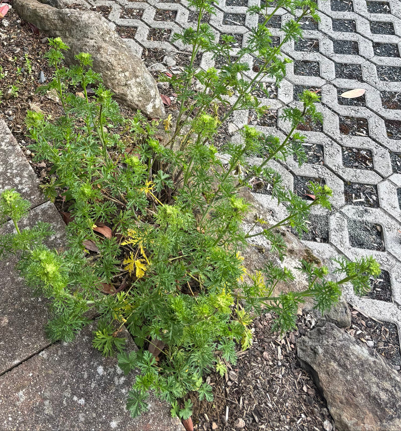Schlitzblättriger Storchschnabel — Bild 1