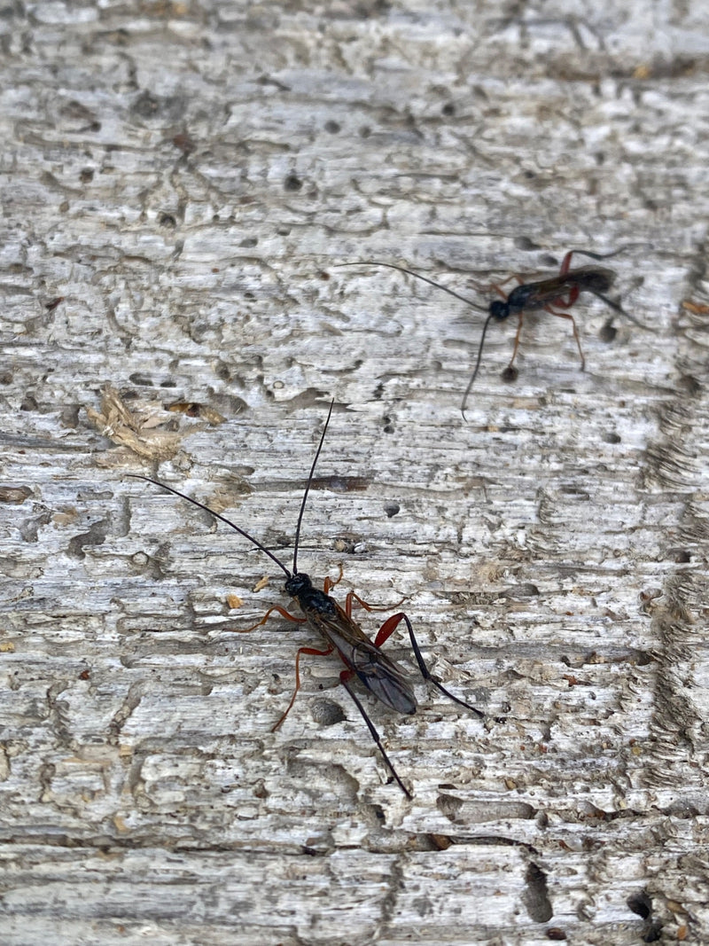 Schlupfwespen — Bild 1