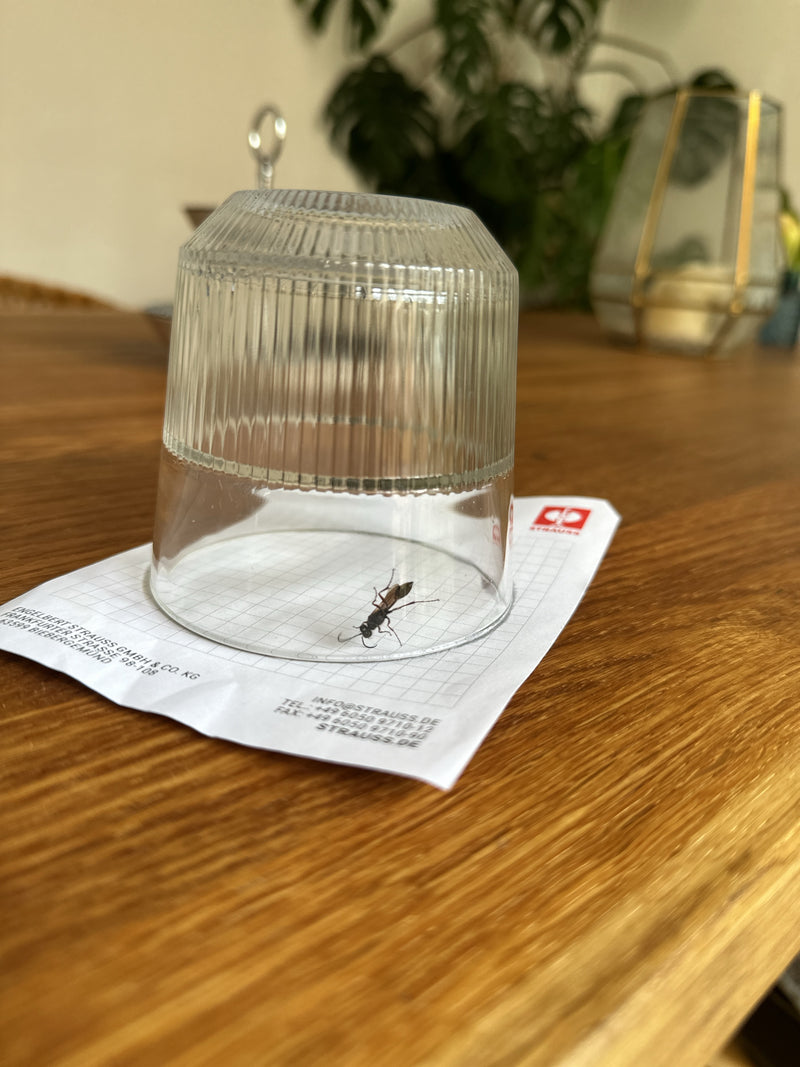 Schlupfwespen — Bild 4