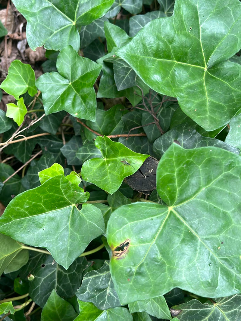 Schlupfwespen — Bild 2