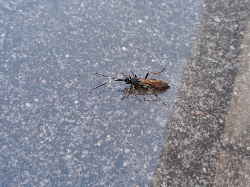 Schlupfwespen — Bild 5