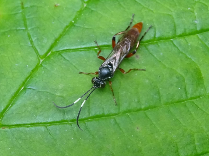 Schlupfwespe — Bild 2