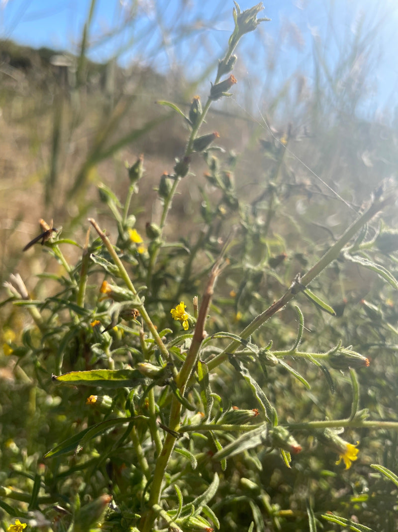 Das Bild zeigt ein Schmalblättriges Greiskraut mit schmalen, grünen Blättern und kleinen gelben Blütenköpfen. Die Pflanze wächst in einer sonnigen, grasigen ...