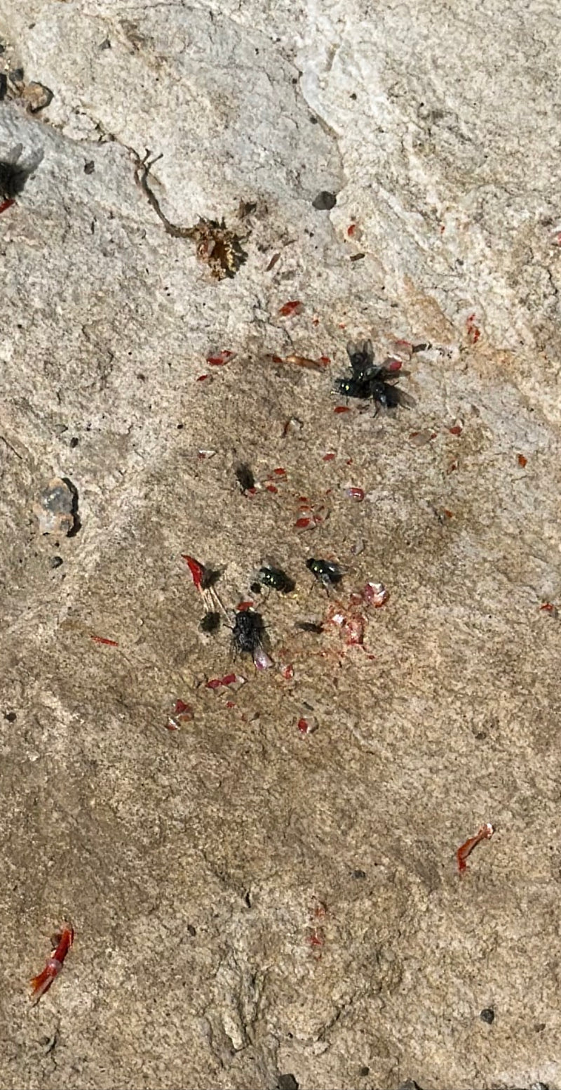 Schmeißfliege — Bild 2