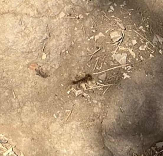 Schmetterlinge (Ordnung) — Bild 4