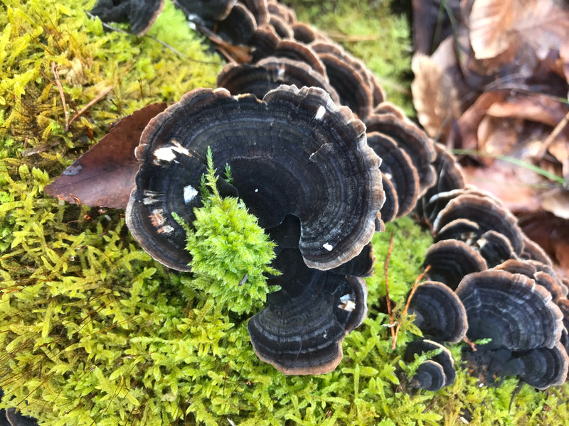 Schmetterlings-Tramete — Bild 3 von 5