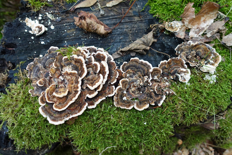Mehrere fächerförmige Fruchtkörper der Schmetterlings-Tramete wachsen auf einem bemoosten Baumstumpf.