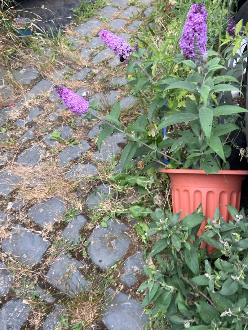 Sommerflieder — Bild 5