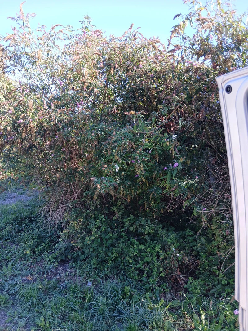 Zu sehen ist ein großer Sommerflieder Strauch mit Blütenständen vor einem blauen Himmel. Die Pflanze wächst am Wegesrand.