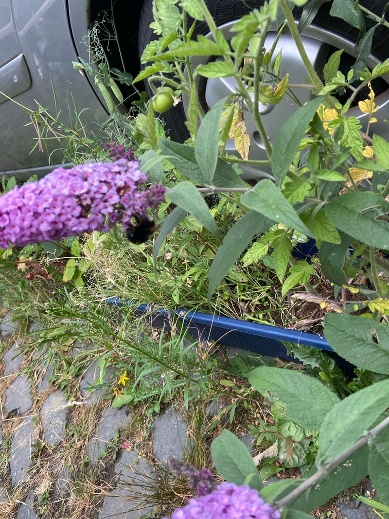 Sommerflieder — Bild 3