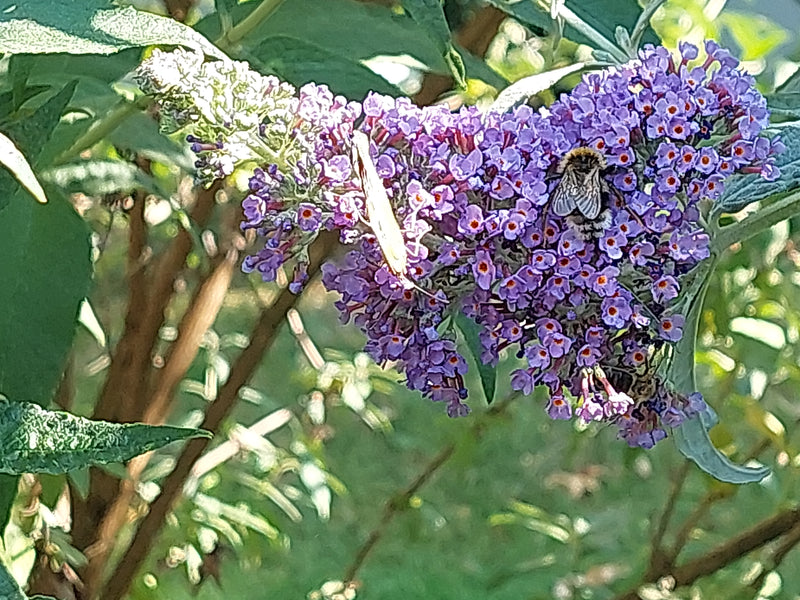 Sommerflieder — Bild 2