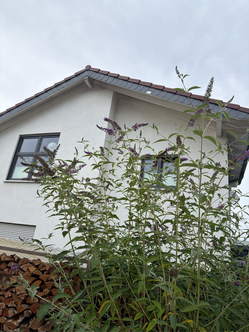 Sommerflieder — Bild 4