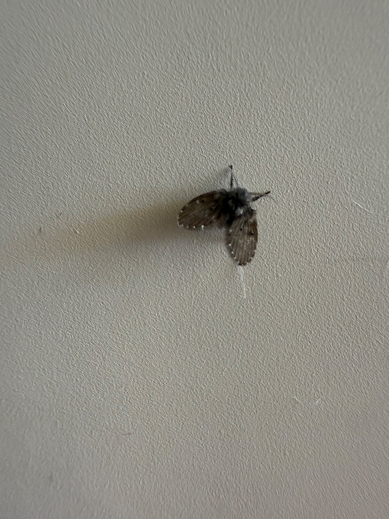 Schmetterlingsmücke — Bild 3